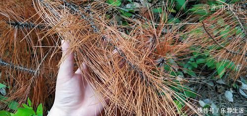 农民朋友|松树身上一种稀罕物,老农常用它泡酒,晒干60元一斤,见到别错过