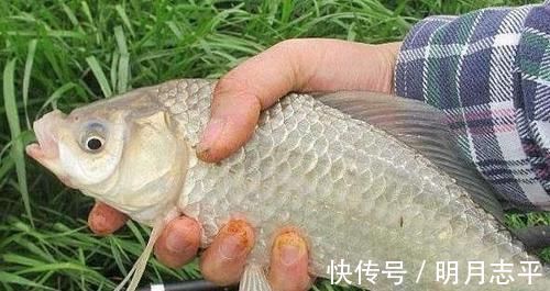 冬季野外钓鲫鱼,这3大原则值得遵循,让鲫鱼们争相上钩