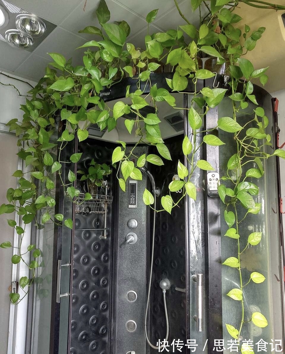 6种“洋气花”，厕所里养的旺，臭味吸光，卫生间变小花园