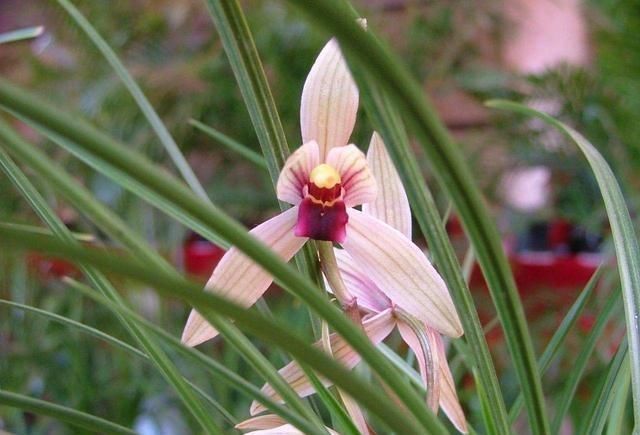 兰花|阳台养兰花，上盆做好5步骤，兰花发芽长得壮，年年开花香