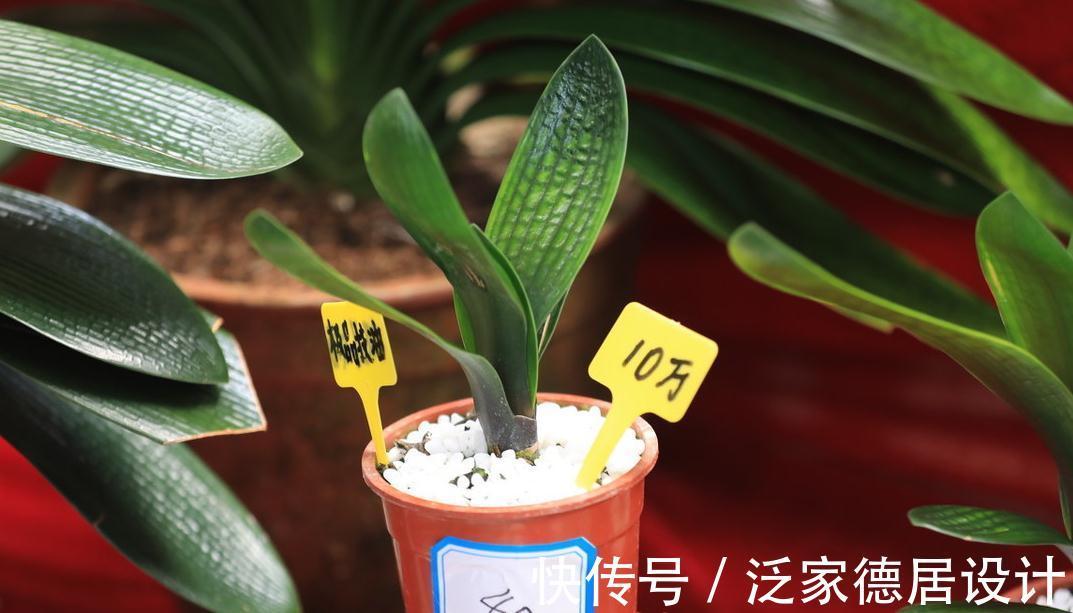 君子兰一叶苗难养活,做好四点,顺利度过幼苗期,步入生长快车道