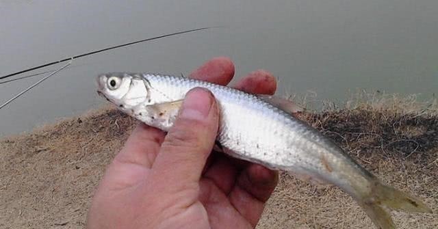 钓白条鱼真是累人,用我分享的方法,只要你下钩,它就在那等你