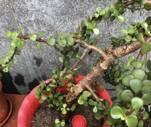 观赏价值|“金枝玉叶”当盆景,家里阳台放2盆,养护5年变“值钱”,寓意好