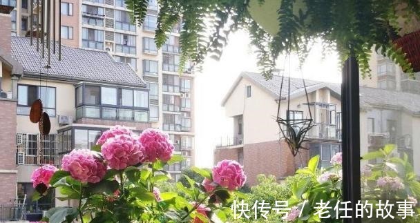 养花|花农养花为啥成本这么低学会用小苏打，几十盆都花不了2块钱