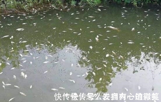 为什么野池塘里会自己长出鱼?鱼从哪来?这是我听过最科学的解释