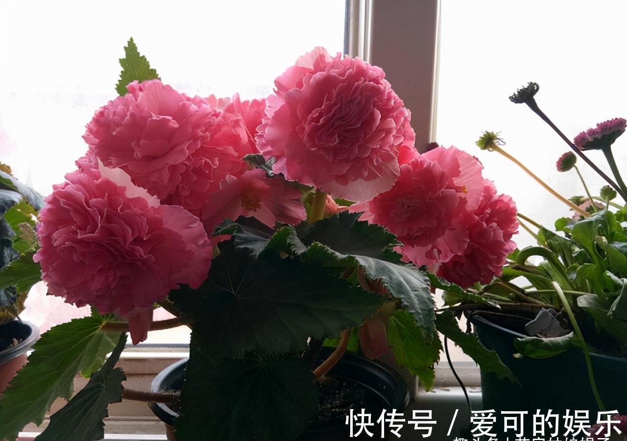寿命比较长的6种花木,盆栽也能轻松活过好多年,够你养一辈子的