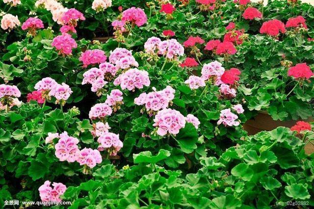 养花不开花，10天喷一次“它”，花苞翻倍，花满枝头