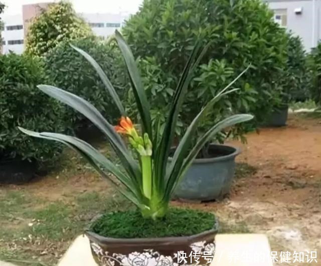 君子兰为什么“不能不”晒太阳老花友告诉你答案!