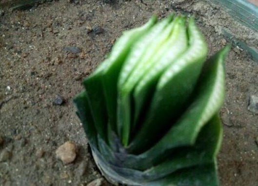 婆婆|婆婆养了五年的君子兰,叶子被熊孩子剪光,没想到竟成了这样!