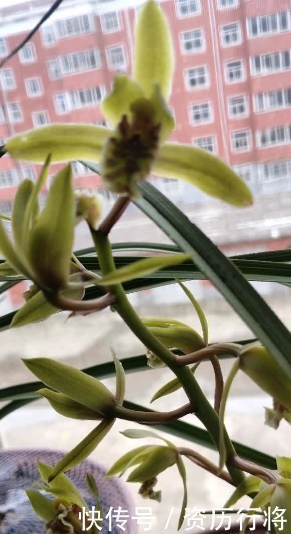 野外遇到的兰花，可不可以挖？出于人道主义，禁止野外开采