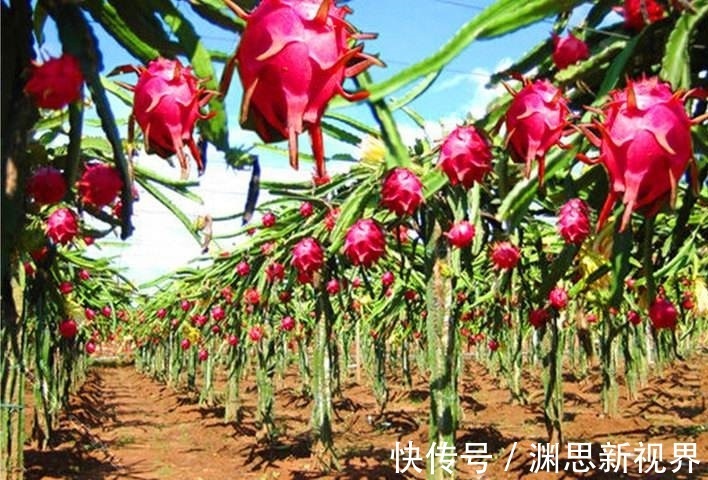 芒果芒果|女人夏天多吃下面3种水果，清热消火，排毒养颜，值得分享给家人