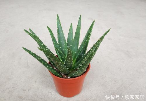 植株|3种耐晒的绿植盆栽,养在空调房,净化空气颜值高