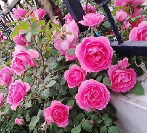 3种花不怕冷,遇水就疯长,寓意美好,花期超长!