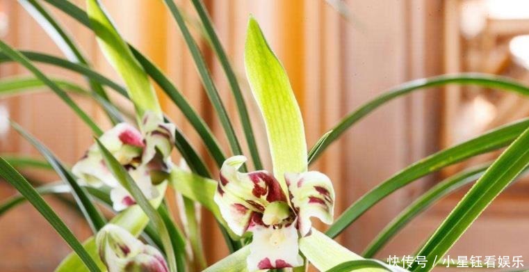 增强|栽培兰花要知道怎样增强盆的通透性,如何解决兰盆底气问题