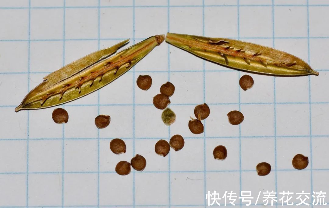 花量极其丰富的翠芦莉,适合在院子里种一片,也能养成盆栽