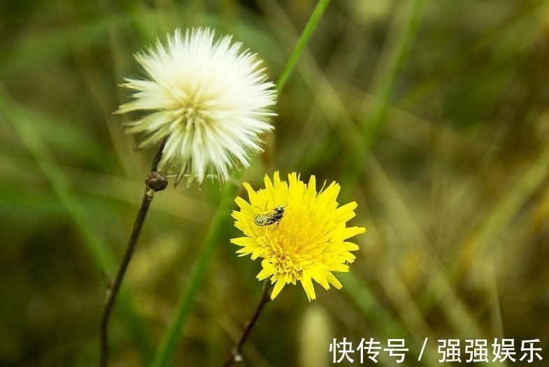 生肖|“阎王爷”都不敢惹的3大生肖女，生来就富贵，旺夫旺子