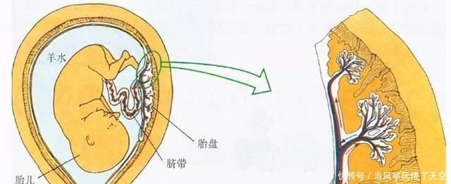 树下|生娃后，你的胎盘是埋在树下了还是“吃了”？怎么样处理才好？