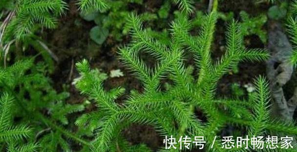 身体不适|农村俗称“伸筋草”的植物,全身长毛,能驱寒祛湿, 药用价值高