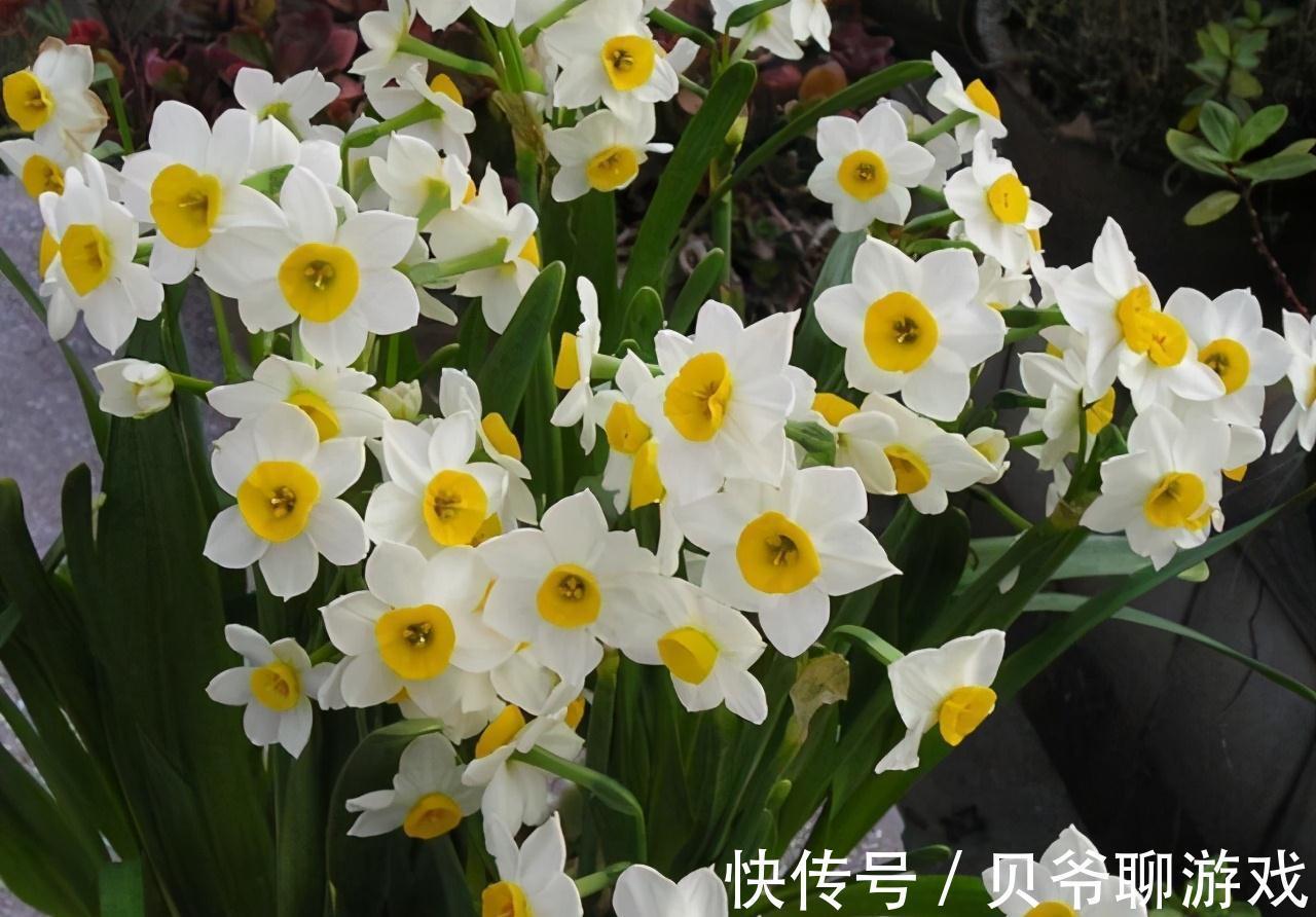 浇花还用黄豆水,那你就落伍了,养花达人都用它,浇完根茎变茁壮