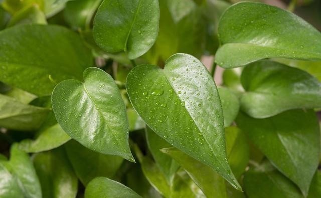 室内养花,养几盆花好?看容姐怎么说?