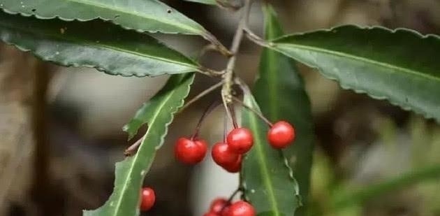 中药|农村山里的一种树,果实像樱桃,是一种珍稀中药