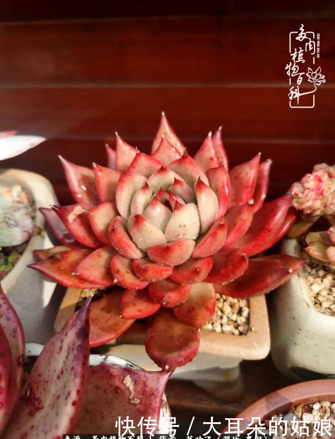 春暖花开,万物复苏,多肉迎来最美时光!