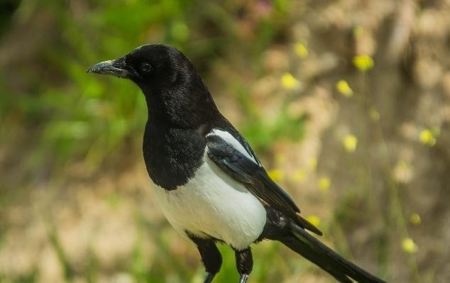 喜鹊|农村俗语:“树上喜鹊叫,必有客人到”,有道理吗?