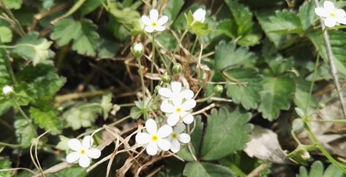 小草|这种小草到处可见,却能治咽喉炎、口腔炎、咽喉痛,被称为喉咙草