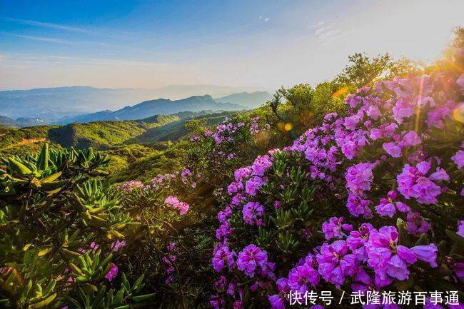 邂逅武隆的浪漫情怀 只在5月漫山杜鹃花下