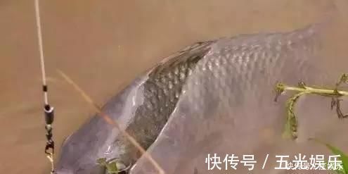 鱼竿|鲤鱼太狡猾不咬钩下次记得用上这招,它再狡猾也会忍不住咬钩