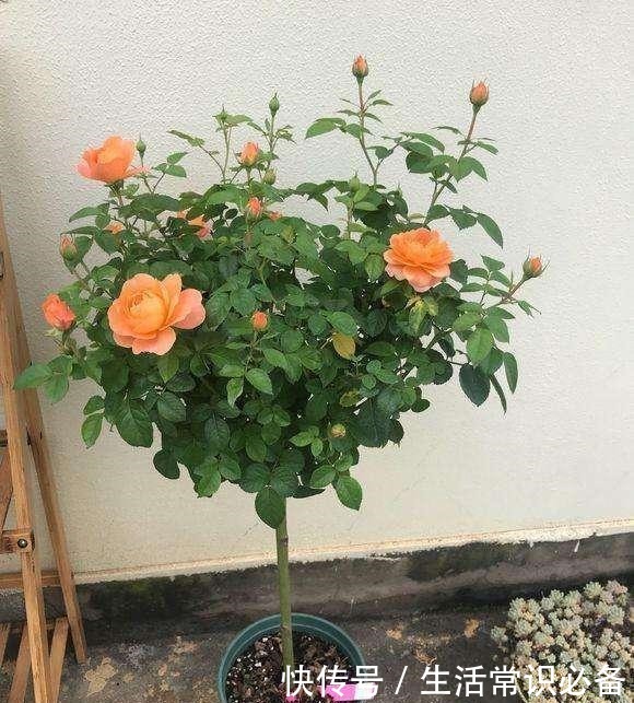 普通的月季苗，他养2年，变成一棵大花树，咋做到的！