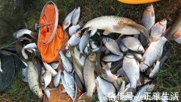 冬季钓鲫鱼，用子线夹铅钓法，省时省力，调漂不纠结！