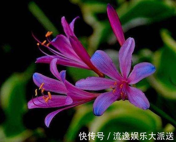 仙女花|阳台养盆“仙女花”,花开似百合,却比牡丹美,还能四季赏花不休