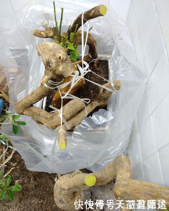 三角梅老根不要丢，4步做成根艺盆景，价值翻倍