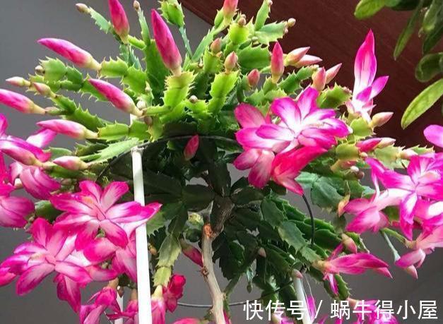 蟹爪兰|蟹爪兰要会“掐”,掐了新叶好处大?掐不对,一年不开花