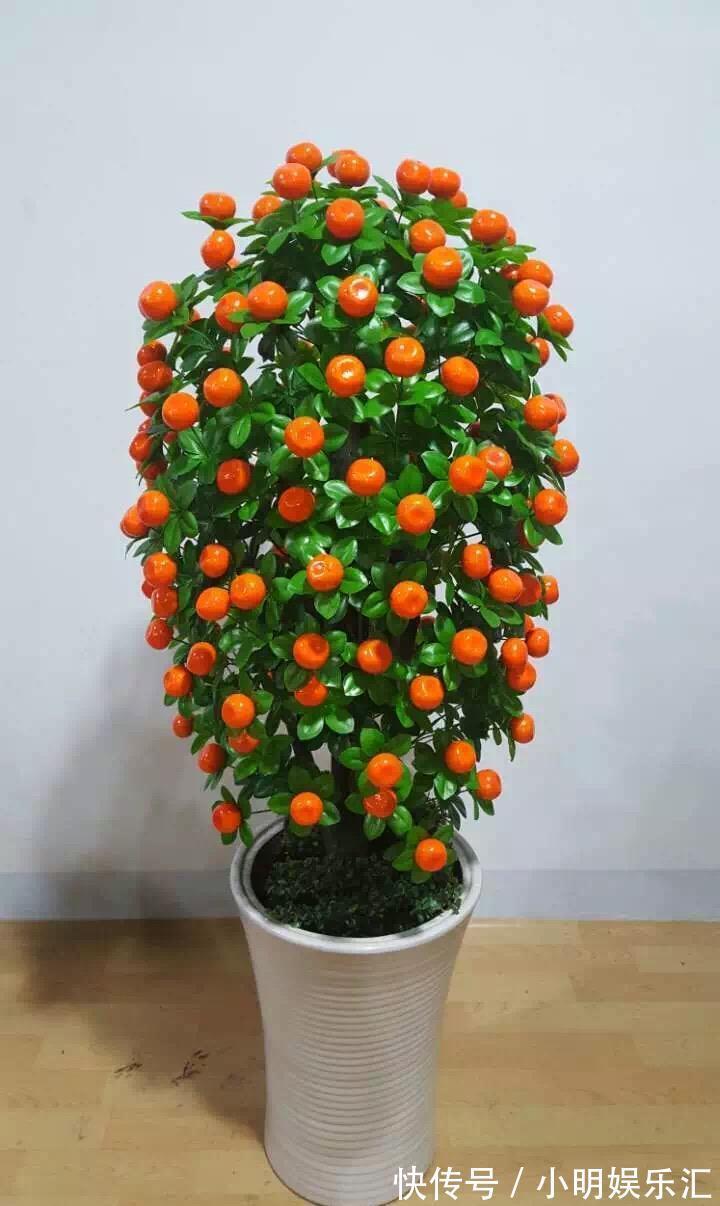 5种“金字花”,富贵招财有“好兆头”,当成年宵花,吉利又旺家