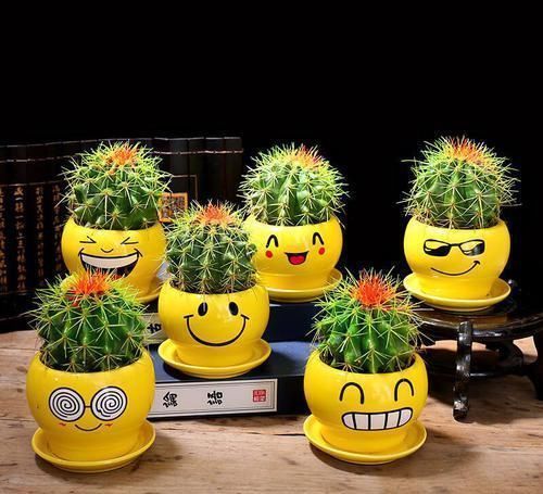 家里万万要养这几种植物,对家人身体健康有益,聪明人一眼就知道