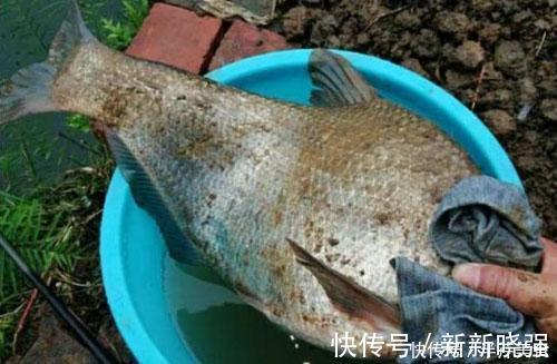 老巢|能直捣鳊鱼老巢的钓法搭配,开始咬了就不止一两条鱼!