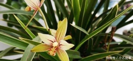 10种花,别着急往屋里搬,放外面冻20天,明年开花才旺