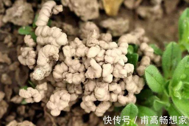 雨过天晴,拿着铲子去路边,挖点“蚯蚓土”回家晒一晒,用来养花