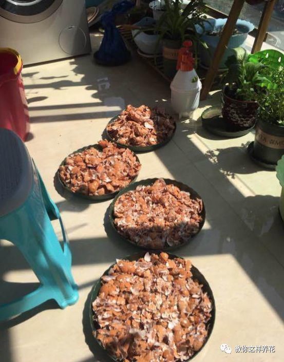 老花匠|老花匠:扔4种“东西”,就是扔钱,比花肥还好用,不花钱!