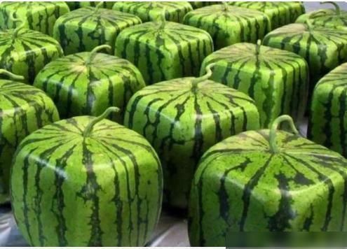 土豪|日本的“天价西瓜”,中国土豪花几万元买了一个,切开后却懵了