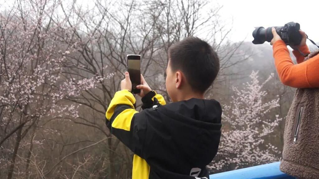 樱花绽放王母观