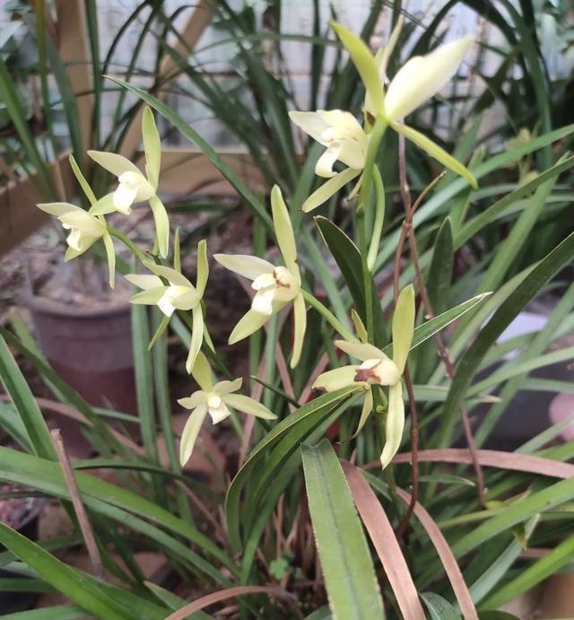 兰花就是不见长有一个“好办法”，快速生长，冒新芽