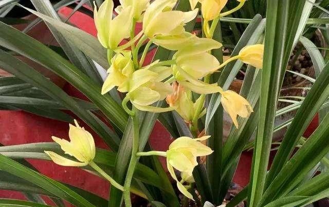 烂根|6月天浇花,就怕做错“3件事”,黄叶、烂根多,真是浇一盆死一盆