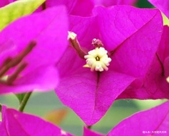 家养三角梅总是难开花养花30年的大爷手把手教你花开爆满盆