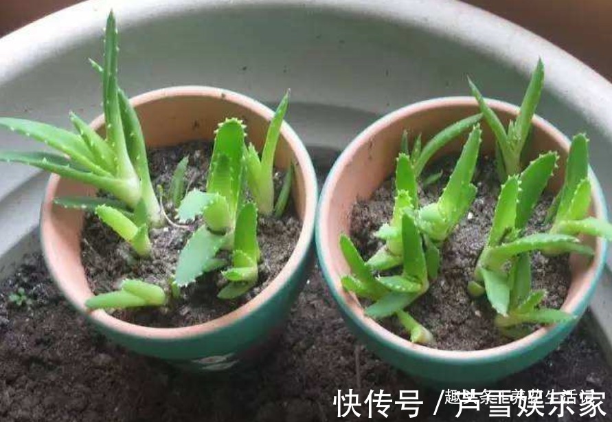 浇水|家中养芦荟,做好这“3点”后,新芽蹭蹭往外冒,叶子爆盆观赏强