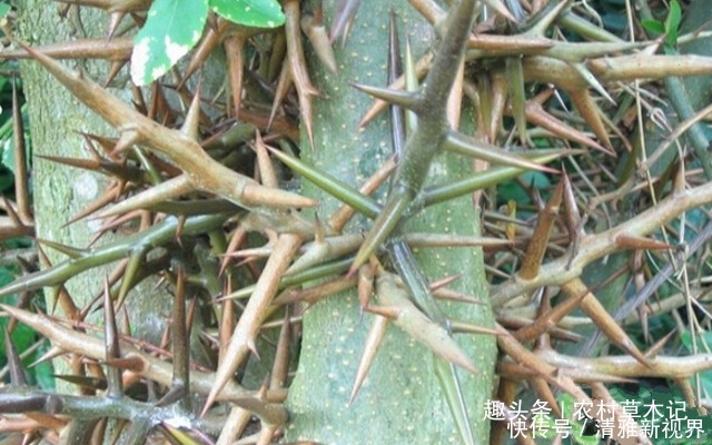 皂刺|农村一种满身刺的植物，蛇见到就跑，刺却很珍贵，80元一斤