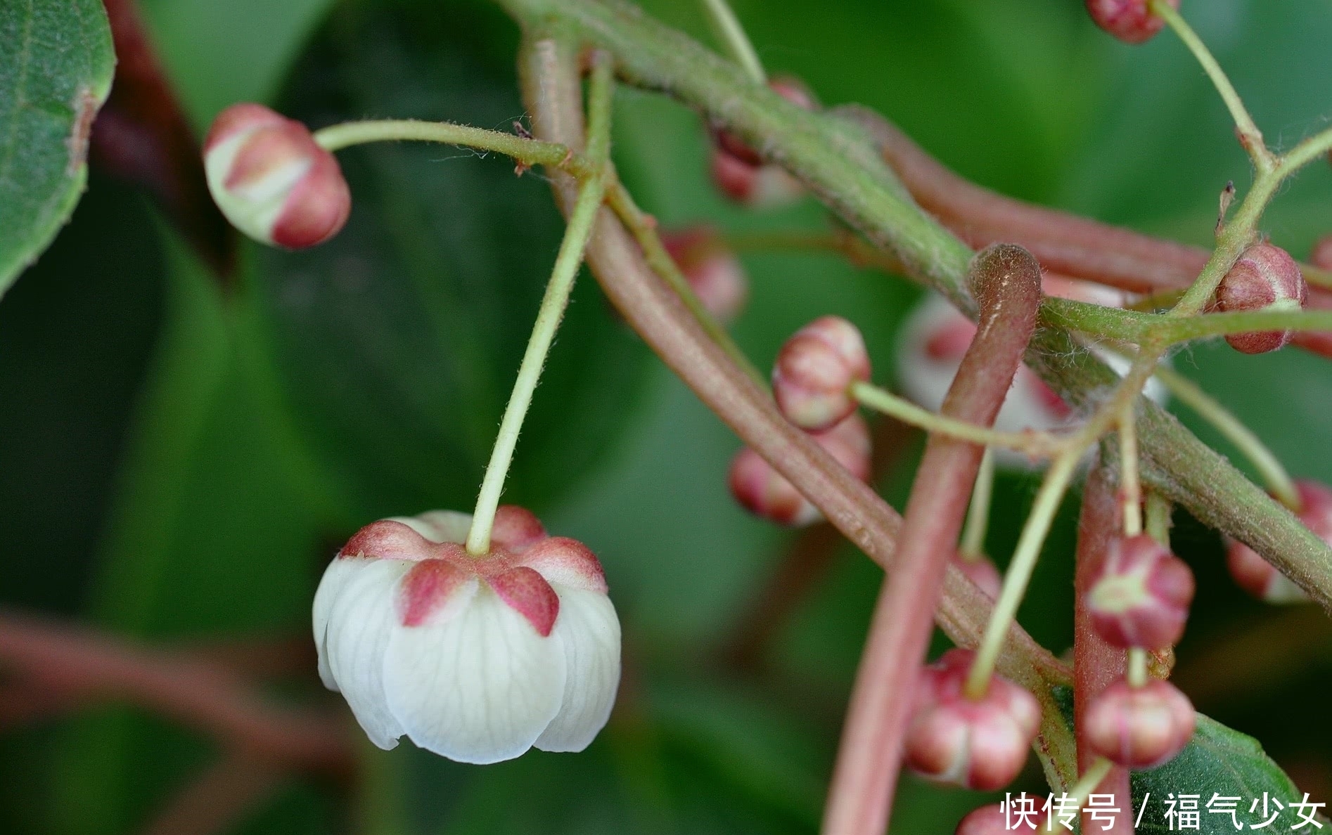 山里这种野生物,外貌看似很普通,价值却不一般,遇到了别客气