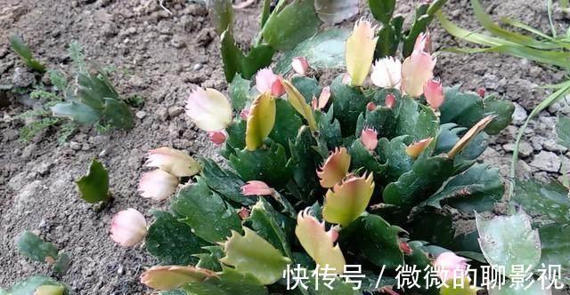 这么给蟹爪兰浇水，蟹爪兰不但没死，还越长越好